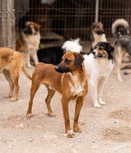 PIET, Hund, Mischlingshund in Kroatien - Bild 13