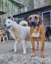 PIET, Hund, Mischlingshund in Kroatien - Bild 15
