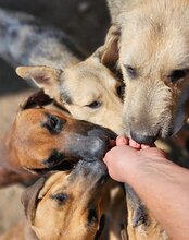 PIET, Hund, Mischlingshund in Kroatien - Bild 16