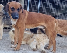 PIET, Hund, Mischlingshund in Kroatien - Bild 17