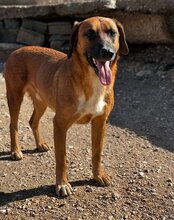 PIET, Hund, Mischlingshund in Kroatien - Bild 2