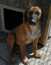 PIET, Hund, Mischlingshund in Kroatien - Bild 21