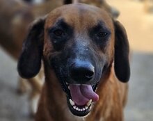 PIET, Hund, Mischlingshund in Kroatien - Bild 3