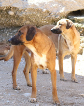 PIET, Hund, Mischlingshund in Kroatien - Bild 4