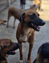 PIET, Hund, Mischlingshund in Kroatien - Bild 5