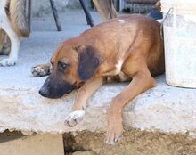 PIET, Hund, Mischlingshund in Kroatien - Bild 6