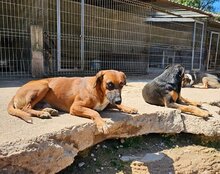 PIET, Hund, Mischlingshund in Kroatien - Bild 7