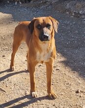 PIET, Hund, Mischlingshund in Kroatien - Bild 9