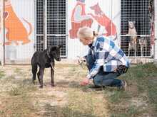 RHEA, Hund, Mischlingshund in Biederitz - Bild 10