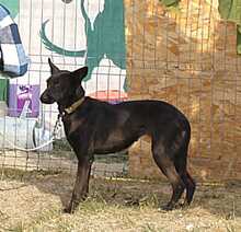 RHEA, Hund, Mischlingshund in Biederitz - Bild 14