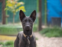 RHEA, Hund, Mischlingshund in Biederitz - Bild 18