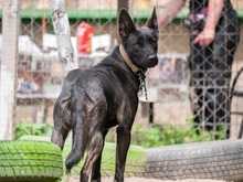 RHEA, Hund, Mischlingshund in Biederitz - Bild 21