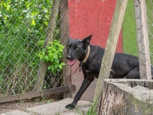 RHEA, Hund, Mischlingshund in Biederitz - Bild 23