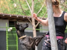 RHEA, Hund, Mischlingshund in Biederitz - Bild 25