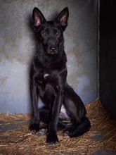 RHEA, Hund, Mischlingshund in Biederitz - Bild 32