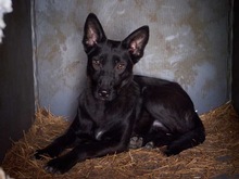 RHEA, Hund, Mischlingshund in Biederitz - Bild 34