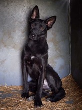 RHEA, Hund, Mischlingshund in Biederitz - Bild 35
