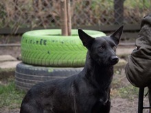 RHEA, Hund, Mischlingshund in Biederitz - Bild 36