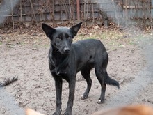 RHEA, Hund, Mischlingshund in Biederitz - Bild 37