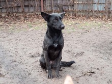 RHEA, Hund, Mischlingshund in Biederitz - Bild 38