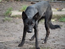 RHEA, Hund, Mischlingshund in Biederitz - Bild 39
