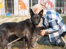 RHEA, Hund, Mischlingshund in Biederitz - Bild 4