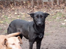 RHEA, Hund, Mischlingshund in Biederitz - Bild 40