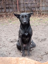 RHEA, Hund, Mischlingshund in Biederitz - Bild 41