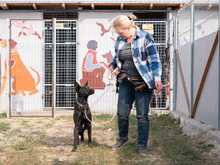 RHEA, Hund, Mischlingshund in Biederitz - Bild 9