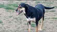 DIANA, Hund, Mischlingshund in Spanien - Bild 10