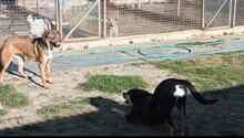 DIANA, Hund, Mischlingshund in Spanien - Bild 7