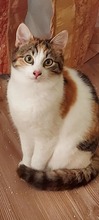 LILA, Katze, Hauskatze in Bulgarien - Bild 1
