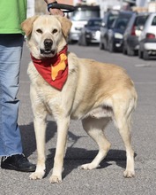 MILAN, Hund, Labrador-Herdenschutzhund-Mix in Spanien - Bild 2