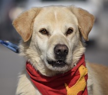 MILAN, Hund, Labrador-Herdenschutzhund-Mix in Spanien - Bild 4