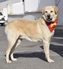 MILAN, Hund, Labrador-Herdenschutzhund-Mix in Spanien - Bild 5