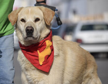 MILAN, Hund, Labrador-Herdenschutzhund-Mix in Spanien - Bild 6