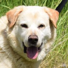 MILAN, Hund, Labrador-Mix in Cham - Bild 1