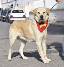 MILAN, Hund, Labrador-Mix in Cham - Bild 11