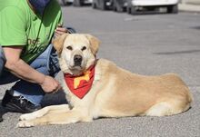 MILAN, Hund, Labrador-Mix in Cham - Bild 12