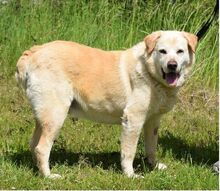 MILAN, Hund, Labrador-Mix in Cham - Bild 2