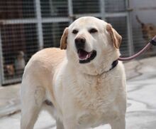 MILAN, Hund, Labrador-Mix in Cham - Bild 3