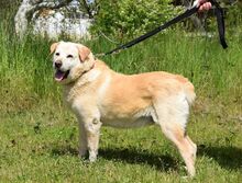 MILAN, Hund, Labrador-Mix in Cham - Bild 4