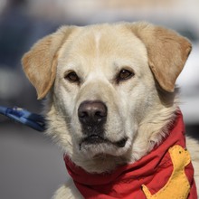 MILAN, Hund, Labrador-Mix in Cham - Bild 7