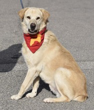 MILAN, Hund, Labrador-Mix in Cham - Bild 8