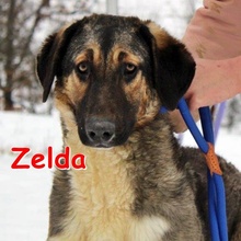 ZELDA, Hund, Mischlingshund in Linnich - Bild 1