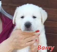 BARRY, Hund, Mischlingshund in Italien - Bild 11