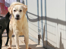 BARRY, Hund, Mischlingshund in Italien - Bild 2