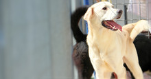 BARRY, Hund, Mischlingshund in Italien - Bild 3