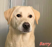 BARRY, Hund, Mischlingshund in Italien - Bild 4