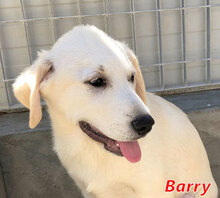 BARRY, Hund, Mischlingshund in Italien - Bild 9